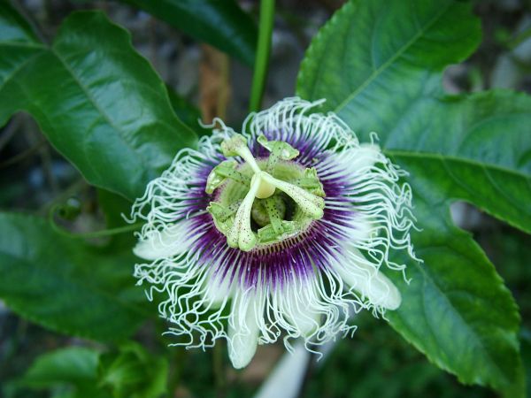 DSCF8595 DSCF8595
