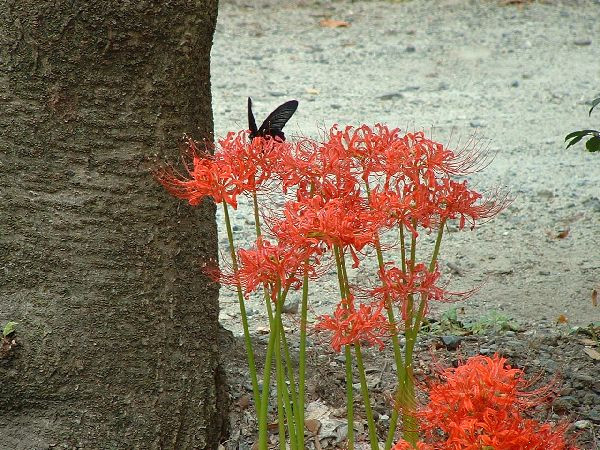 005彼岸花