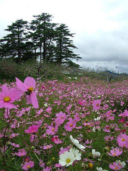 波斯菊