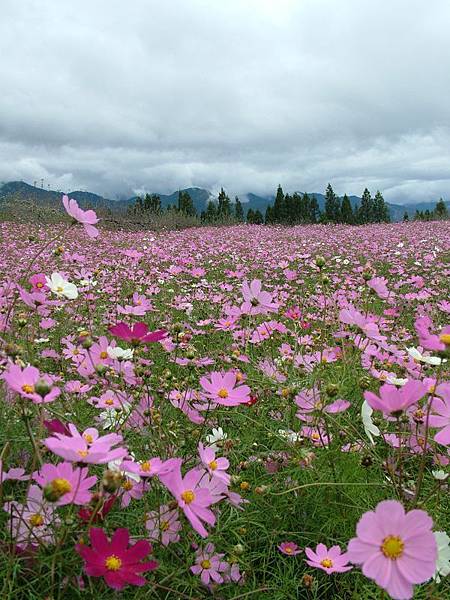 波斯菊