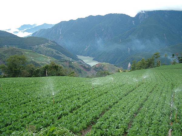 農場高麗菜園