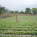 部落內菜園