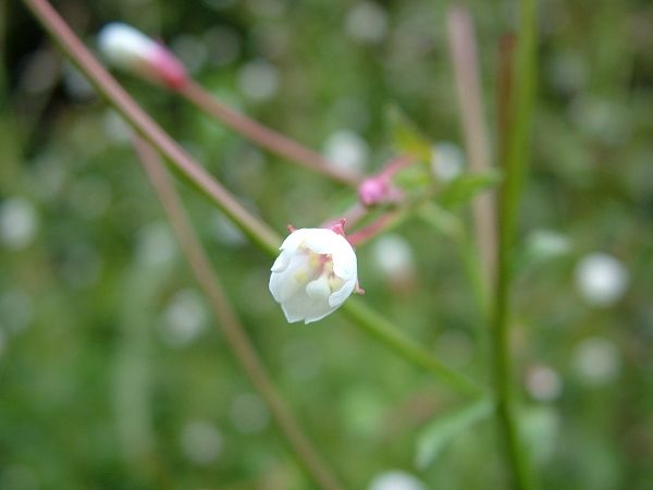 這是什麼花兒呢？