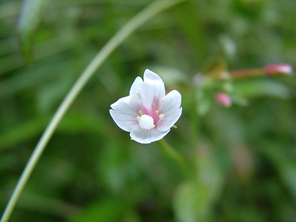 這是什麼花兒呢？