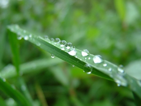 雨後葉上露珠