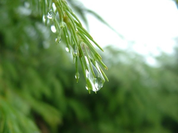 雨後葉上露珠