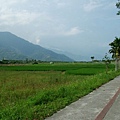 稻田還綠油油