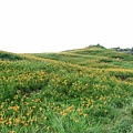 金萱花佔滿山頭