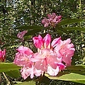 Price-Sculpture-Forest-rhododendron-flowers.jpg