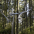 76116_Price-Sculpture-Forest_03.jpg