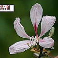 flower-b2.jpg