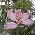 flower-b3.jpg