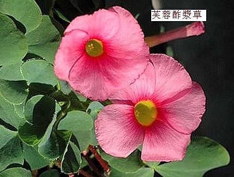 flower-c6.jpg