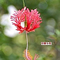 flower-d3.jpg