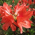 flower-m7.jpg