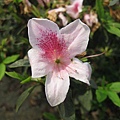 flower-m10.jpg