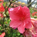 flower-m6.jpg