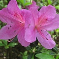 flower-m14.jpg