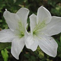 flower-m15.jpg