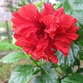 flower-n5.jpg