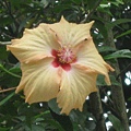 flower-n3.jpg