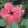 flower-n2.jpg