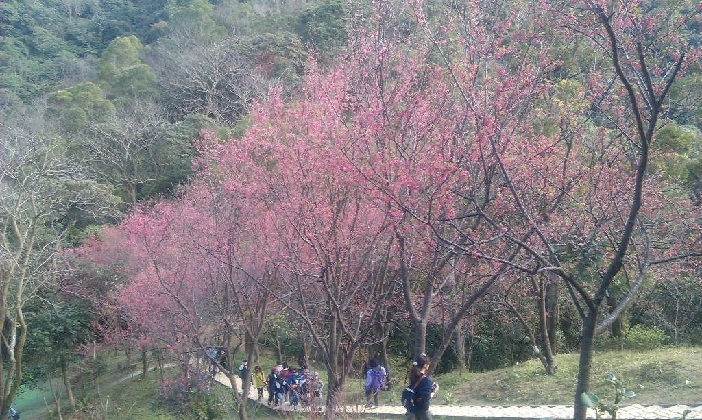 太極嶺櫻花-1.jpg 太極嶺櫻花-1.jpg