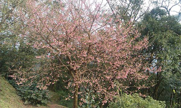 石汐櫻花2016-1