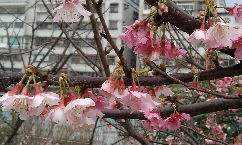 樂活公園-寒櫻2016b.jpg