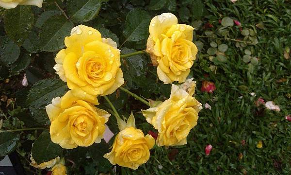 黃玫瑰-2.jpg