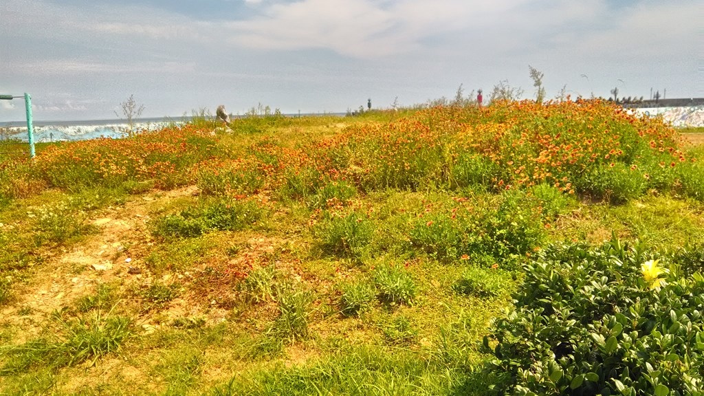 石門國小-天人菊及濱海植物區.jpg