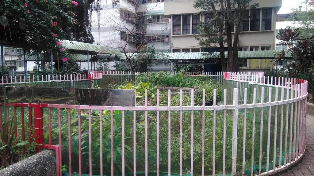 新店國小-水生態園.jpg