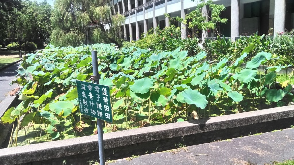 輔仁大學-蓮花池.jpg