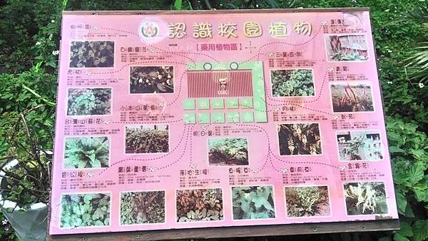 菓林國小25-校園植物介紹.jpg