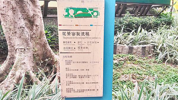 朝陽茶葉公園c0-花茶製造流程.jpg