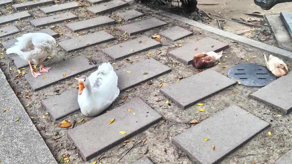 板橋農村公園19-放養鴨鵝.jpg