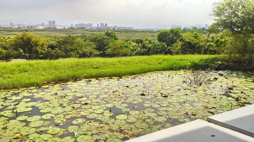 關渡自然公園18-荷花池.jpg