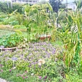 花博公園新生園區-花海區1.jpg