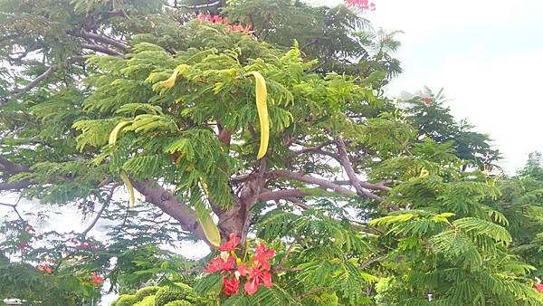 花博公園新生園區-鳳凰木花3.jpg