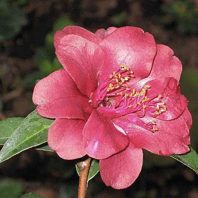 認識山茶花的花型分類 Weng3309的部落格額 痞客邦