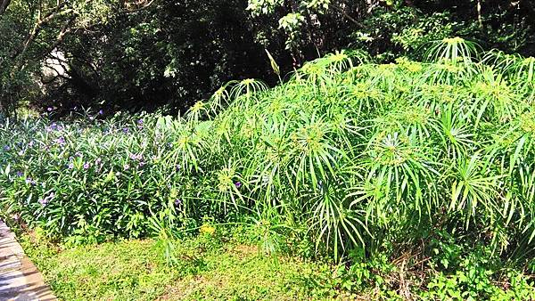 小坑老樹公園-植物生態.jpg