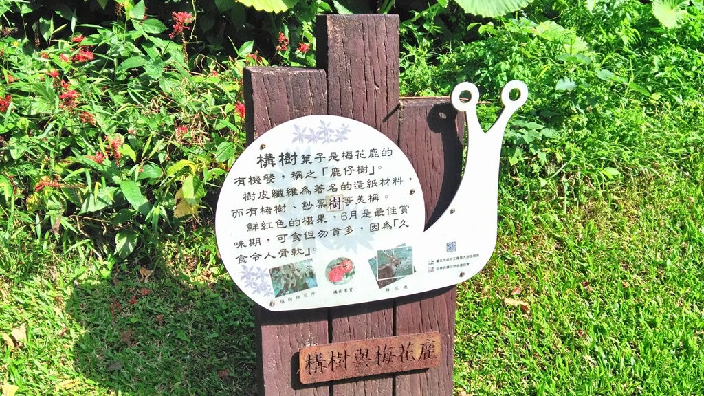 小坑老樹公園-構樹.jpg