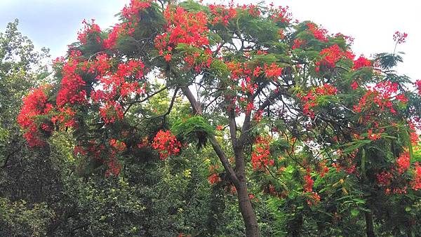 鳳凰花林-2.jpg