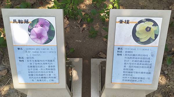 草漯沙丘地質公園-濱海植物標識.jpg