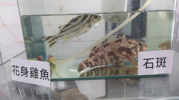 藻礁生態環境教室-石斑與花身雞魚.jpg