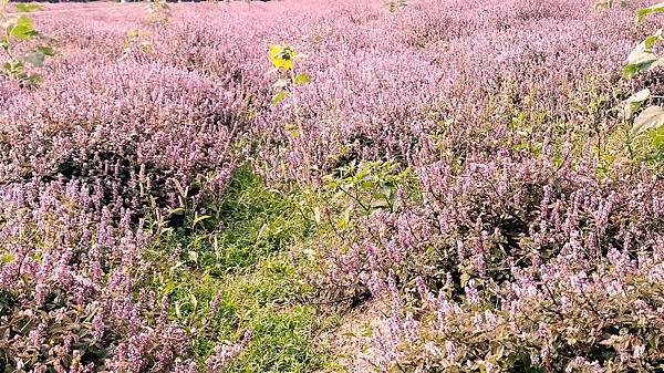 長祥宮仙草花田-4.jpg