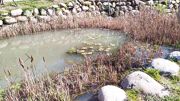 大有梯田生態公園3-生態水池.jpg