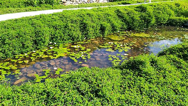 大有梯田生態公園5-蓮花池.jpg