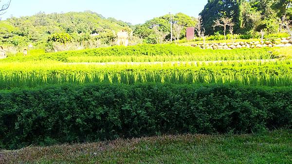 大有梯田生態公園8-陽光下的梯田.jpg