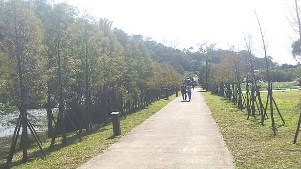 月眉濕地生態公園1-落羽松步道.jpg